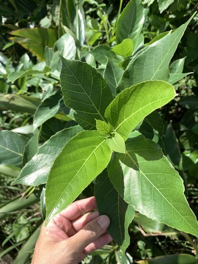 Ficus cumingii, photographed by 呂一起(Lyu yi-chi)
