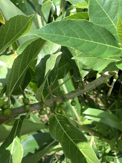 Ficus cumingii, photographed by 呂一起(Lyu yi-chi)