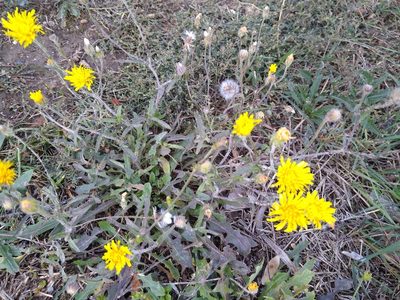 Crepis foetida, photographed by Anna Petrosyan