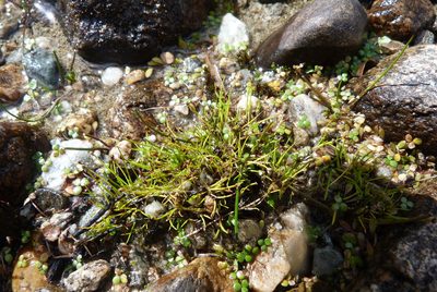Isolepis aucklandica, photographed by Colin Meurk