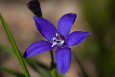 Caladenia gemmata, photographed by Hugo Innes