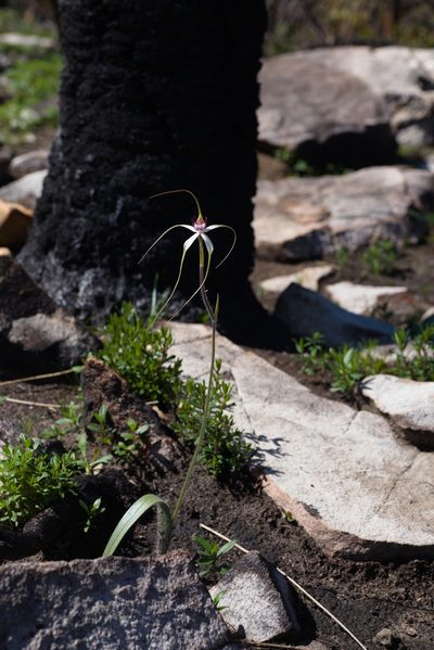 Caladenia splendens, photographed by Hugo Innes
