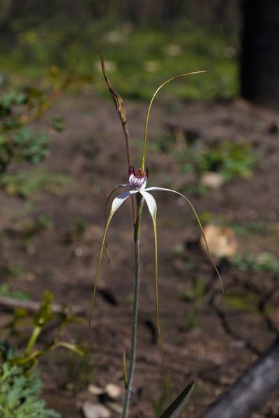 Caladenia splendens, photographed by Hugo Innes