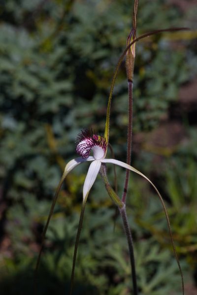 Caladenia splendens, photographed by Hugo Innes