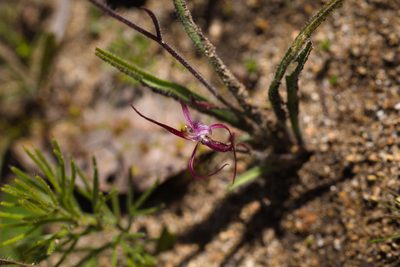 Caladenia footeana, photographed by Hugo Innes