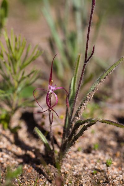 Caladenia footeana, photographed by Hugo Innes