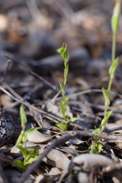 Pterostylis ectypha, photographed by Hugo Innes