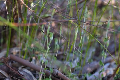 Pterostylis ectypha, photographed by Hugo Innes