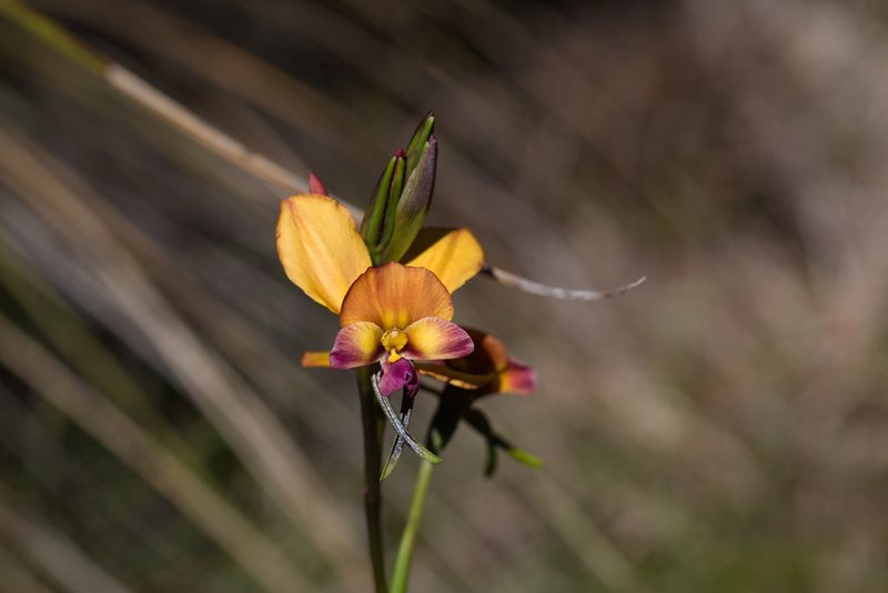 Diuris magnifica, photographed by Hugo Innes