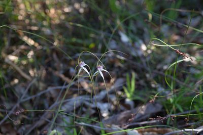 Caladenia longicauda, photographed by Hugo Innes