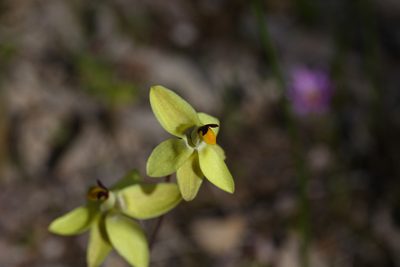 Thelymitra antennifera, photographed by Hugo Innes