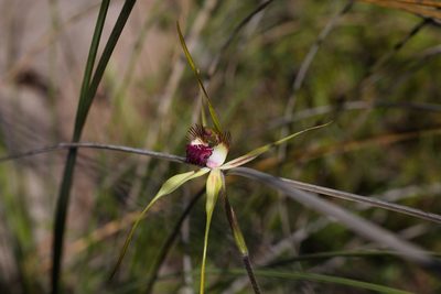 Caladenia pectinata, photographed by Hugo Innes