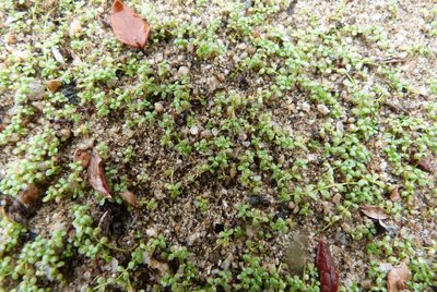 Callitriche petriei, photographed by Colin Meurk