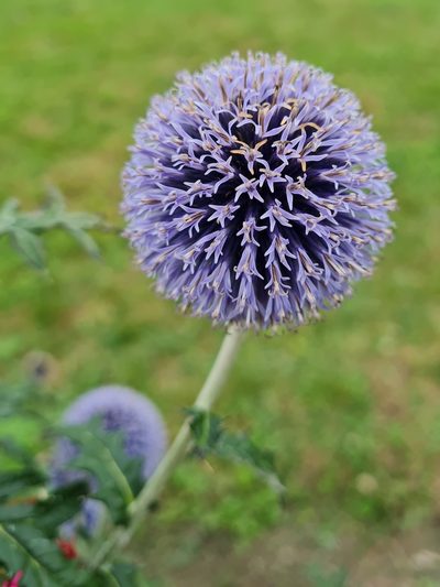 Echinops bannaticus, photographed by Anthony Batista