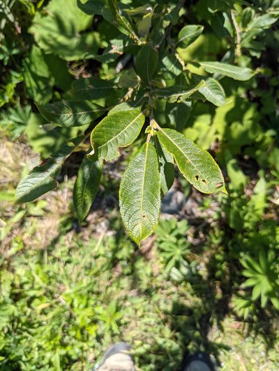 Salix appendiculata, photographed by Nick Kleinschmidt