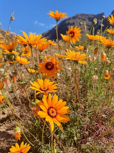 Ursinia calenduliflora, photographed by Corli du Toit Smith