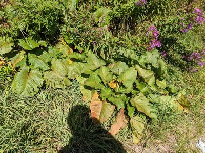 Rumex alpinus, photographed by Nick Kleinschmidt