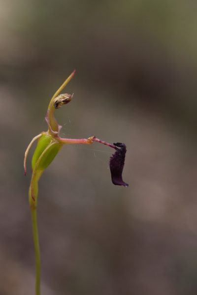 Drakaea livida, photographed by Hugo Innes