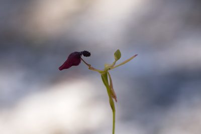Drakaea glyptodon, photographed by Hugo Innes