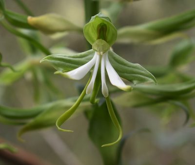 Bonatea speciosa, photographed by Justin Ponder