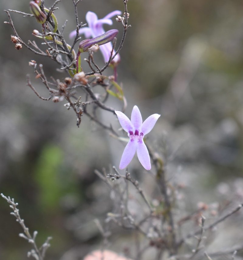 Cyphia sylvatica, photographed by Justin Ponder