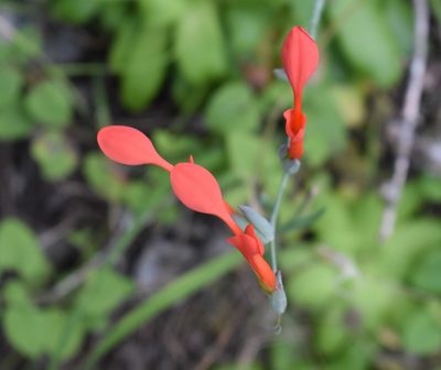 Gladiolus cunonius, photographed by Justin Ponder