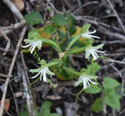 Bonatea speciosa, photographed by Justin Ponder