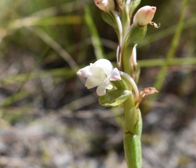 Satyrium acuminatum, photographed by Justin Ponder