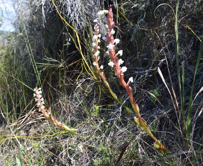 Satyrium acuminatum, photographed by Justin Ponder