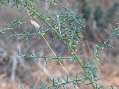 Asparagus aphyllus, photographed by Duarte Frade