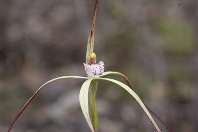 Caladenia dimidia, photographed by Hugo Innes