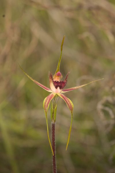 Caladenia decora, photographed by Hugo Innes