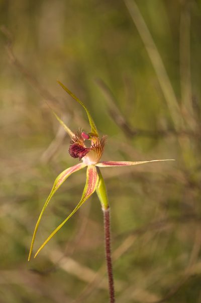 Caladenia decora, photographed by Hugo Innes