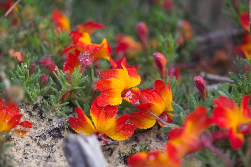 Leschenaultia formosa, photographed by Hugo Innes