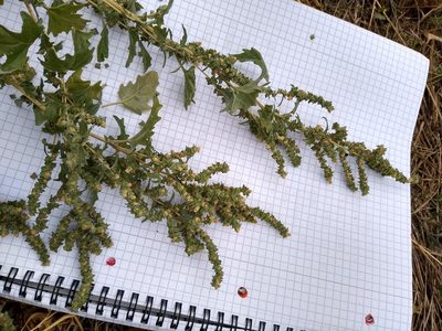 Atriplex tatarica, photographed by Anna Petrosyan