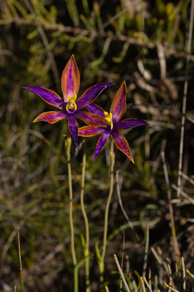 Thelymitra speciosa, photographed by Hugo Innes