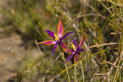 Thelymitra speciosa, photographed by Hugo Innes