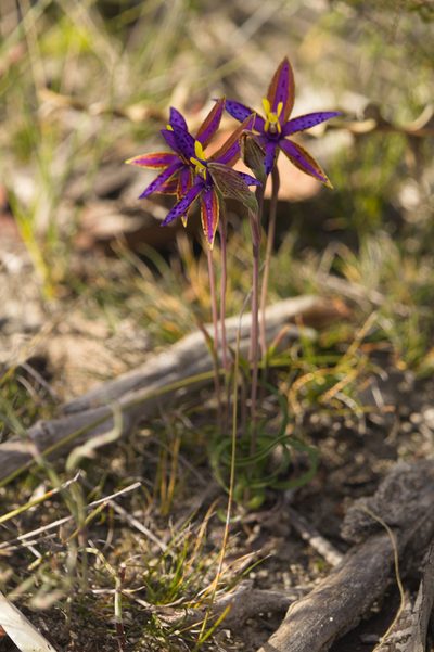 Thelymitra speciosa, photographed by Hugo Innes