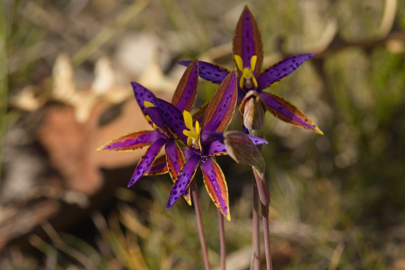Thelymitra speciosa, photographed by Hugo Innes