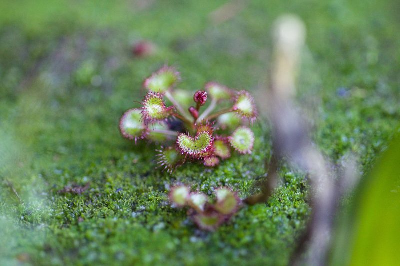 Drosera monticola, photographed by Hugo Innes