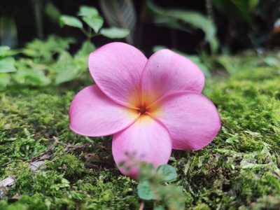 Plumeria rubra, photographed by J Alejandro González Castillo