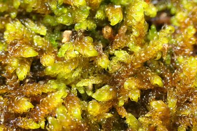 Palustriella falcata, photographed by Rafael Medina