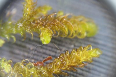 Palustriella falcata, photographed by Rafael Medina