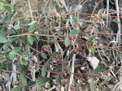 Euphorbia capitellata, photographed by mark-groeneveld