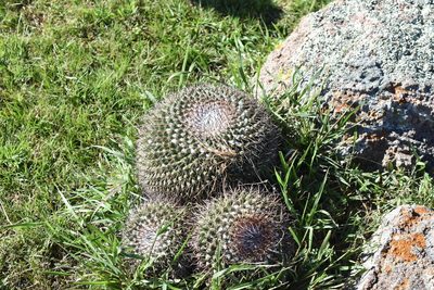 Mammillaria petterssonii, photographed by P Gonzalez Zamora