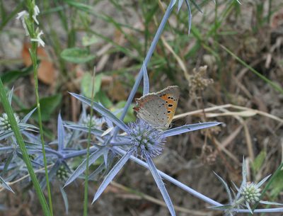 Eryngium caeruleum, photographed by Oleg Kosterin