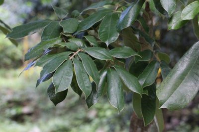 Ormosia pachycarpa, photographed by Agnes Trekker