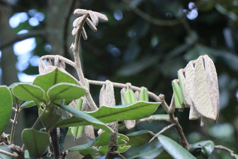 Ormosia pachycarpa, photographed by Agnes Trekker