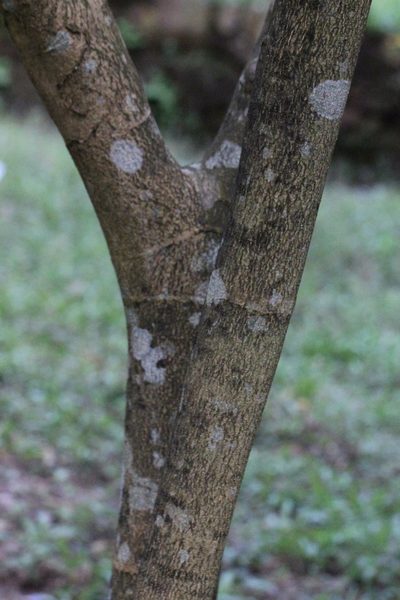 Ormosia pachycarpa, photographed by Agnes Trekker