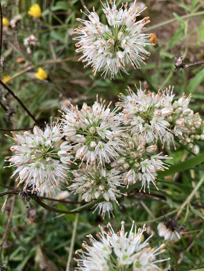 Allium ericetorum, photographed by Caleb Catto